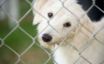 Adomány az ASKA-kutyáknak - jól sikerült a hulladékcsökkentési hét a Depóniánál
