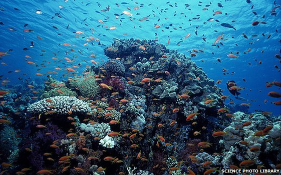 Gyorsan romlik az óceánok 