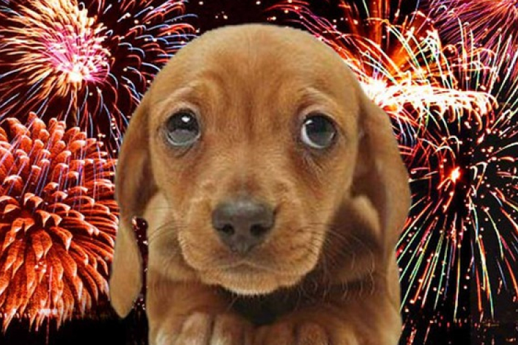 Szilveszterkor házi kedvenceink is veszélyben 