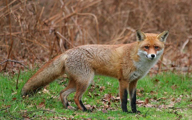 Egyre több az országban a veszett állat