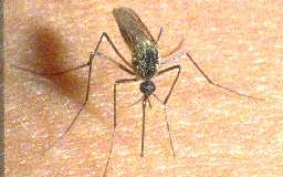 Mennyire veszélyes a szúnyogcsípés? 