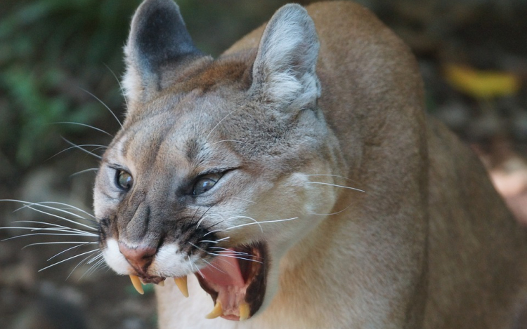 Egy puma karmai közül mentette meg kisfiát egy anya Kaliforniában 