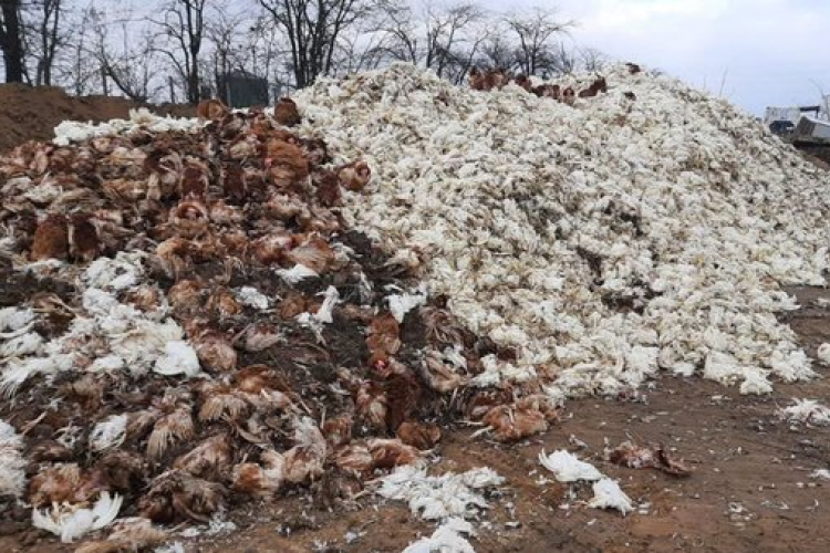 Hatalmas halmokban állnak az éhen halt állatok tetemei Európa legnagyobb csirkefarmjának udvarán Herszonnál