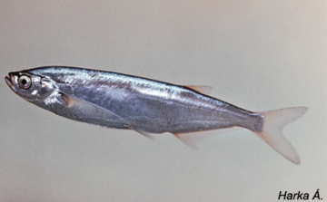 Újra meghirdették Az év hala közönségszavazást