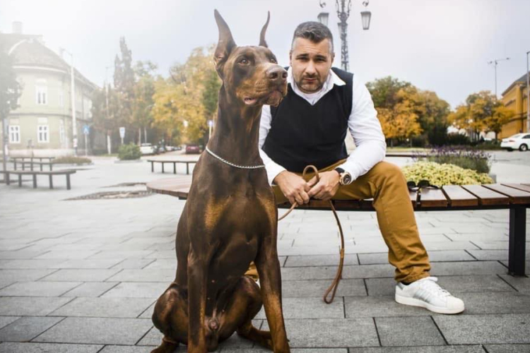 Fokozottan ügyeljünk kedvenceinkre a tűzijáték alatt! Hasznos tanácsok Nyakas Gábortól (The Dog Coach)