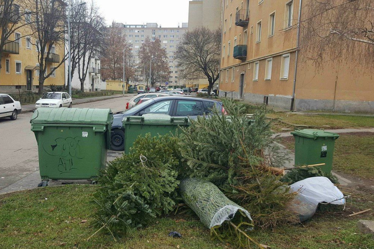 Január végéig szállítja el a Depónia a kukák mellé kitett fenyőfákat