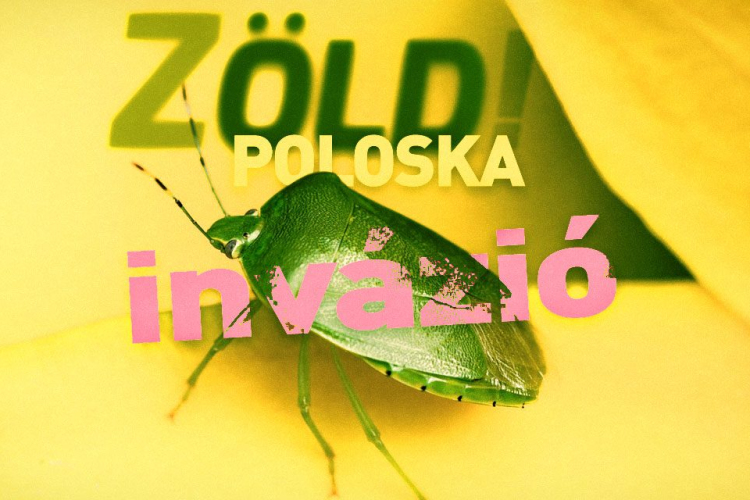 Poloskainvázióra számíthatunk az ősszel