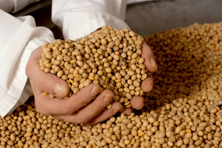 SOKMILLIÁRDOS ÁFACSALÁS GÉNMÓDOSÍTOTT SZÓJÁVAL - HÚSZ ÉVET IS KAPHATNAK