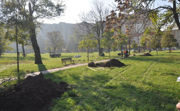 Székesfehérváron is elültetik a a Férfi Felelősség Fáját