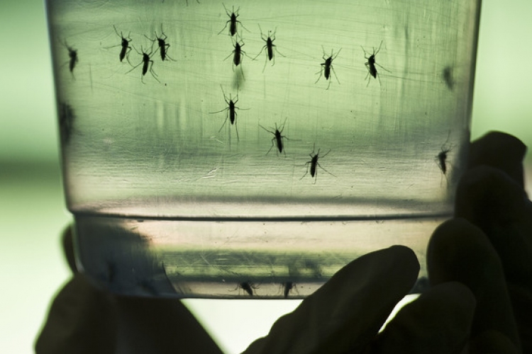 Zikaláz – Már Szlovákiában is megjelent a vírus